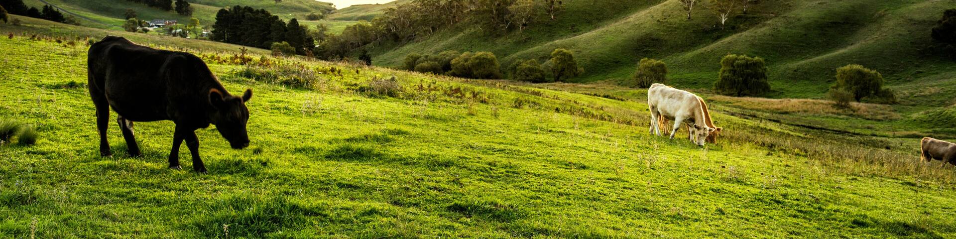 A landscape with rolling hills, a lake, and cows grazing.