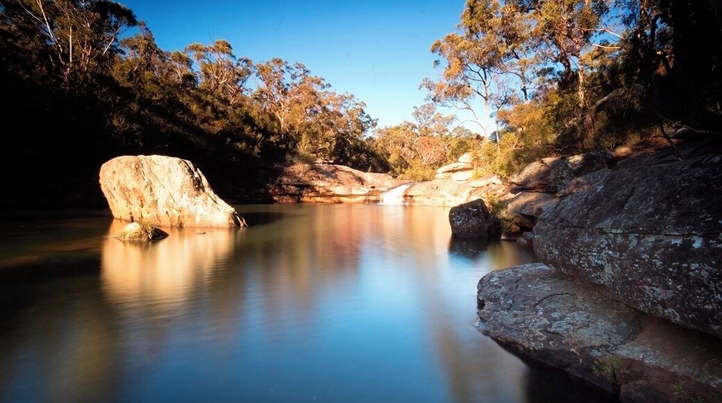 What a fantastic place to be. Its right under Sydney's nose if only the commons new it.
Early morning present free reign from any humanoids. I was chuffed about this walk. A definite discovery!!!