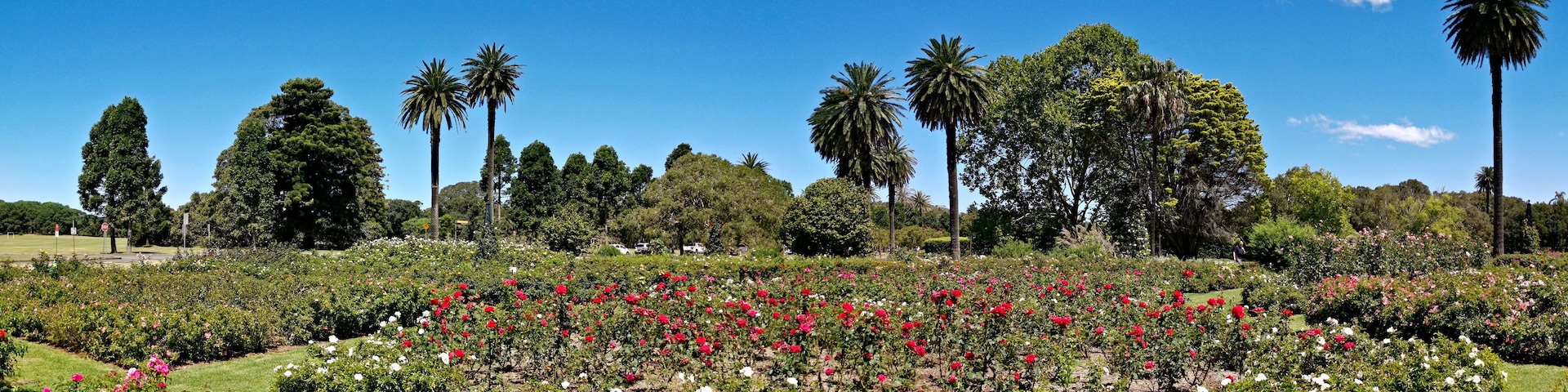 Um jardim com diferentes tipos de árvores e um extenso campo de flores vermelhas e brancas.