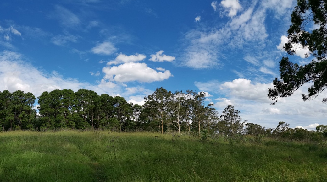 En græsklædt bakke med en tæt skov af høje træer under en delvist overskyet himmel.
