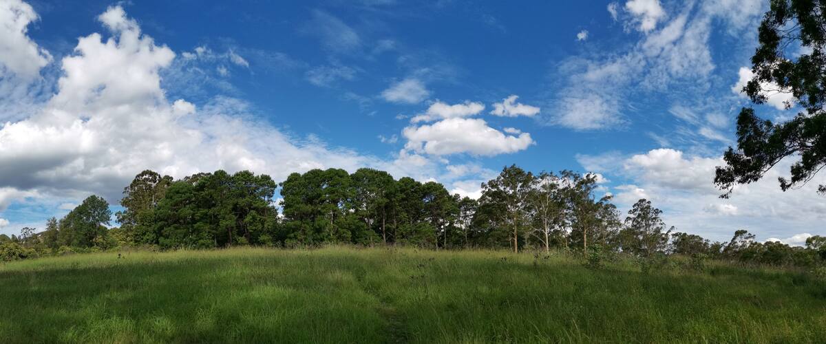 A grassy hill with a dense forest of tall trees under a partly cloudy sky.