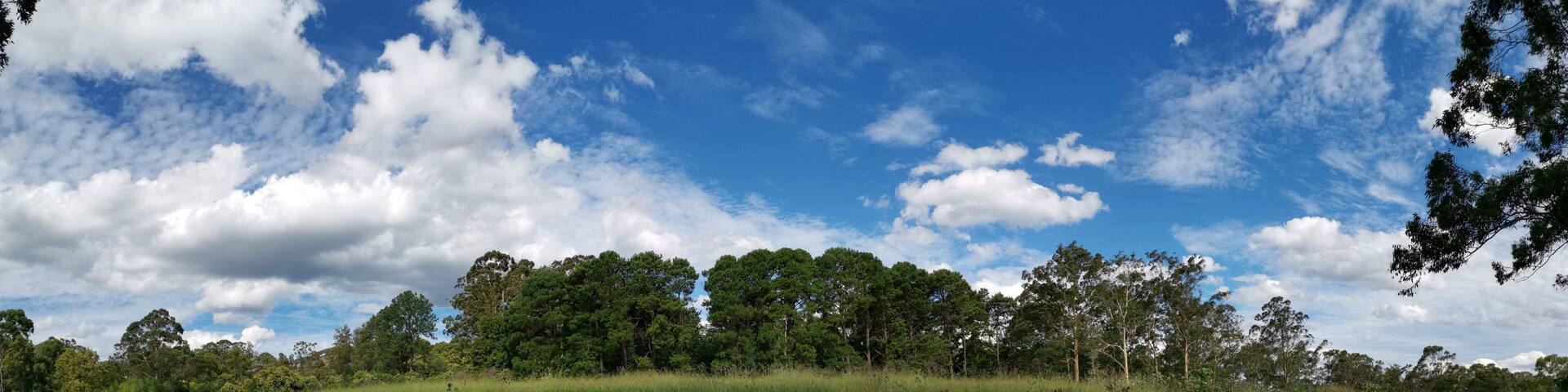 A grassy hill with a dense forest of tall trees under a partly cloudy sky.