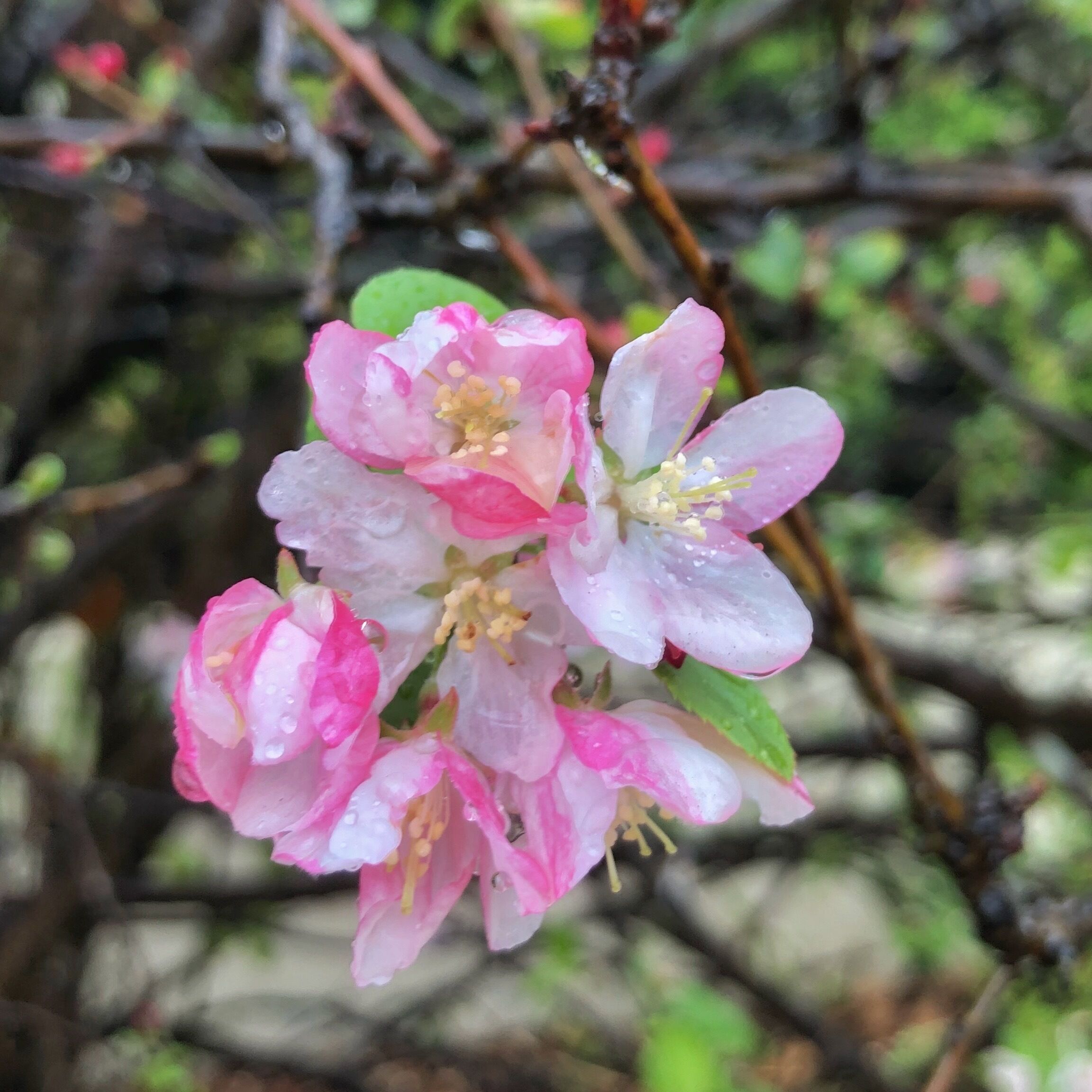 Blossoms in the rain