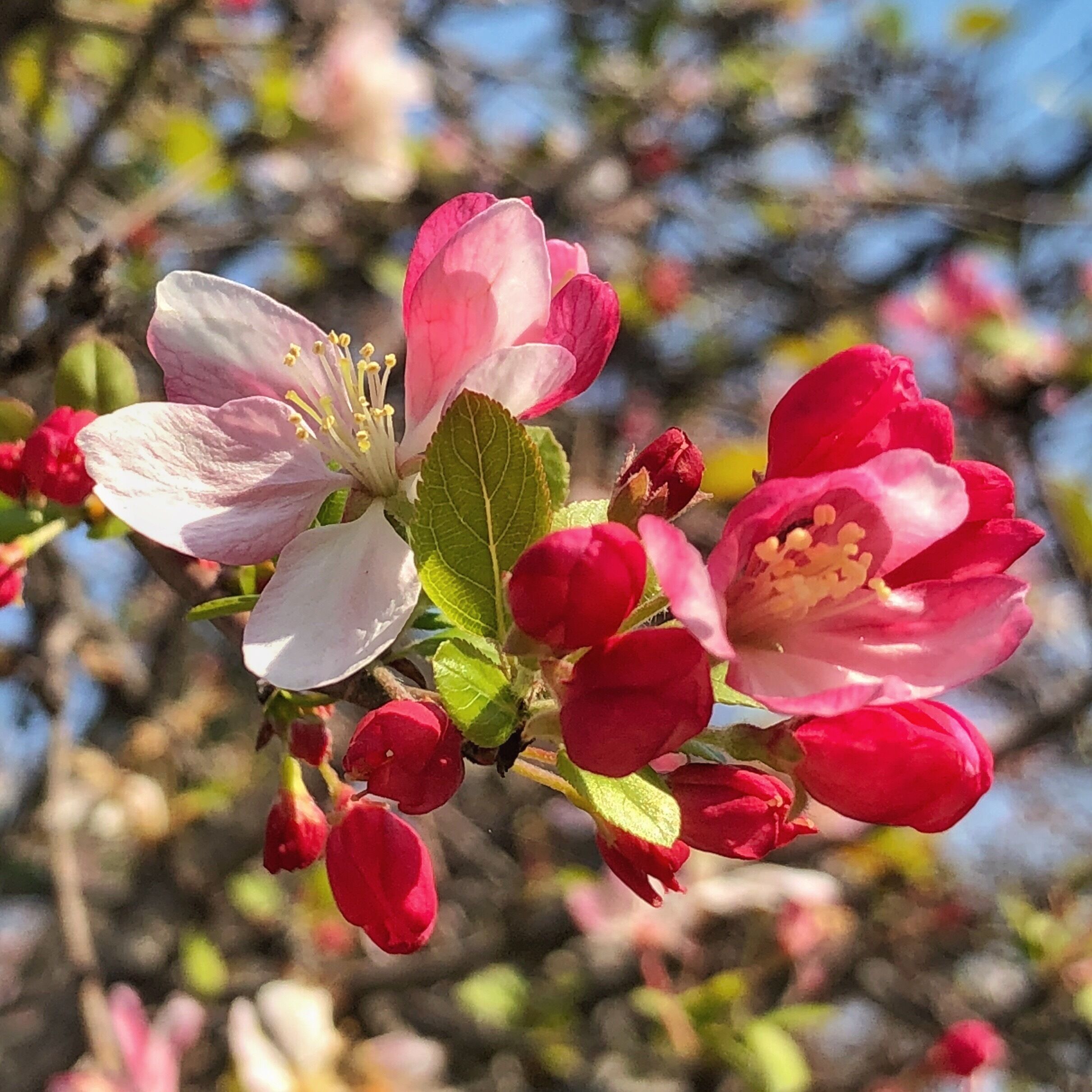 Some beautiful blossoms on a walk at lunch today