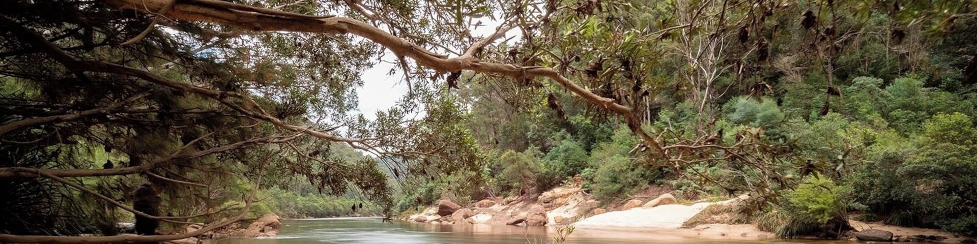 Bob Turners Track is a great track to ease yourself into tougher bush walks.
Great photo opportunities on Colo River be it early morning or evenings. Midday can be difficult and contrasty