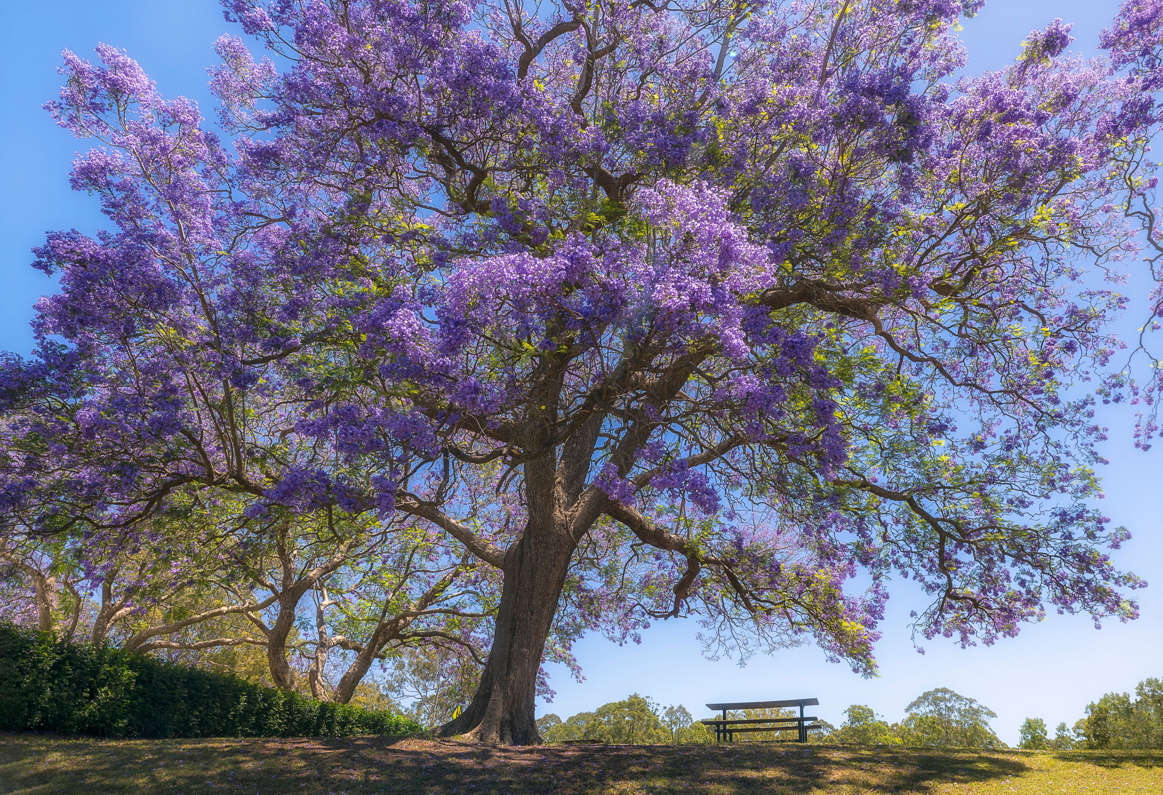 A large tree with purple flowers, a bench, and a clear blue sky.