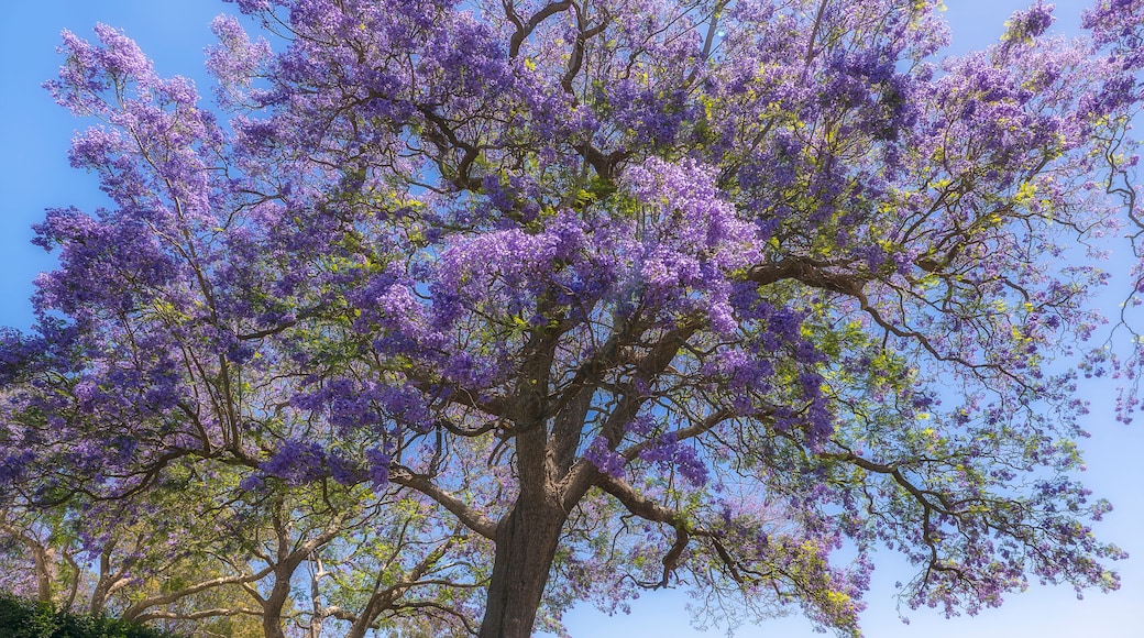 A large tree with purple flowers, a bench, and a clear blue sky.
