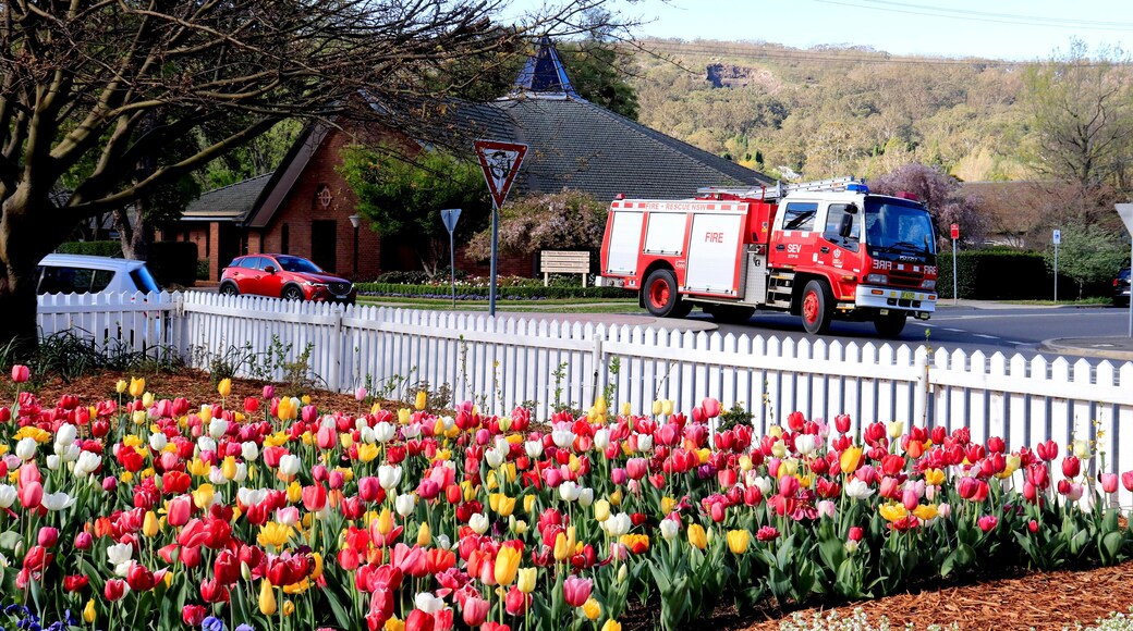 Tulip Garden in Corbett Gardens with fire and rescue
car in the street as background