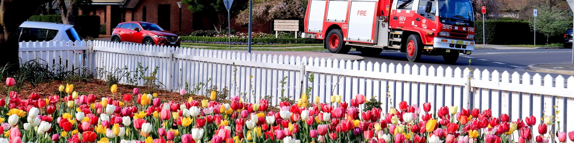 A vibrant flower bed with tulips and other flowers, a white picket fence, a red fire truck, and a brick building with a blue roof.