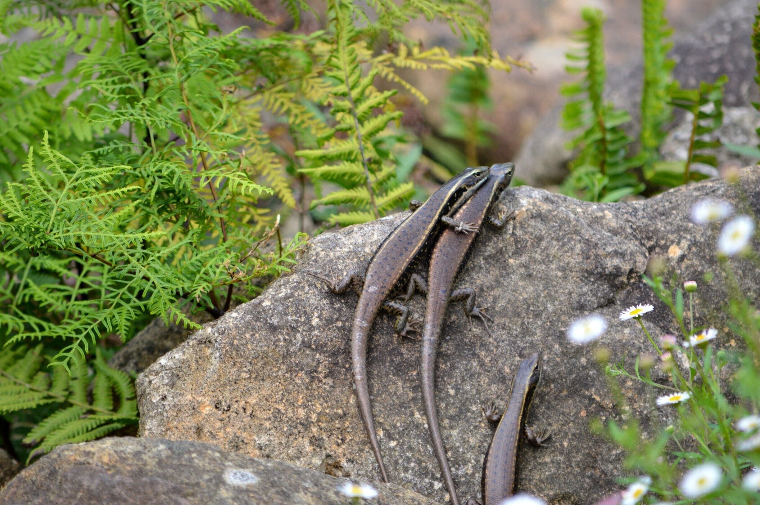 More happy inhabitants to the Wyong River are these skinks (lizards).  Loving the sunny morning sun.  Giving a friendly hug.  

Please head over to my facebook blog to read a little more about the Wyong Milk Factory