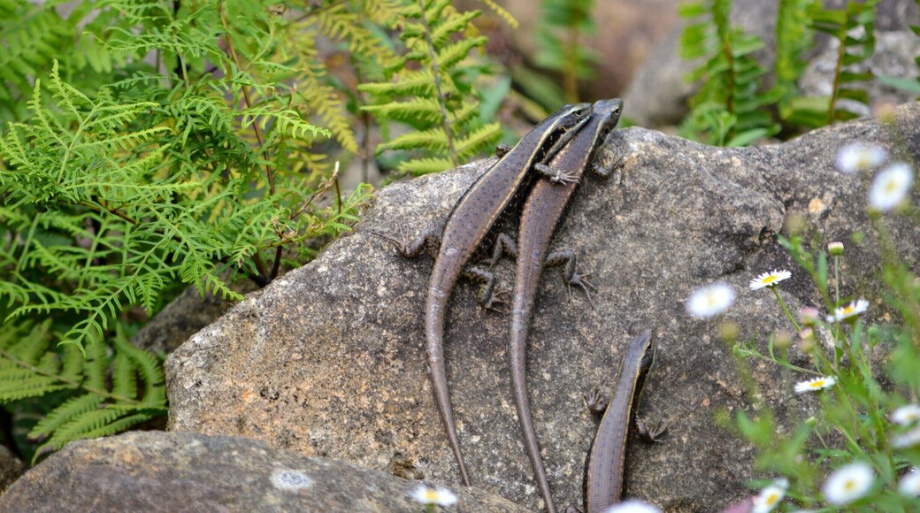 More happy inhabitants to the Wyong River are these skinks (lizards). Loving the sunny morning sun. Giving a friendly hug.
Please head over to my facebook blog to read a little more about the Wyong Milk Factory