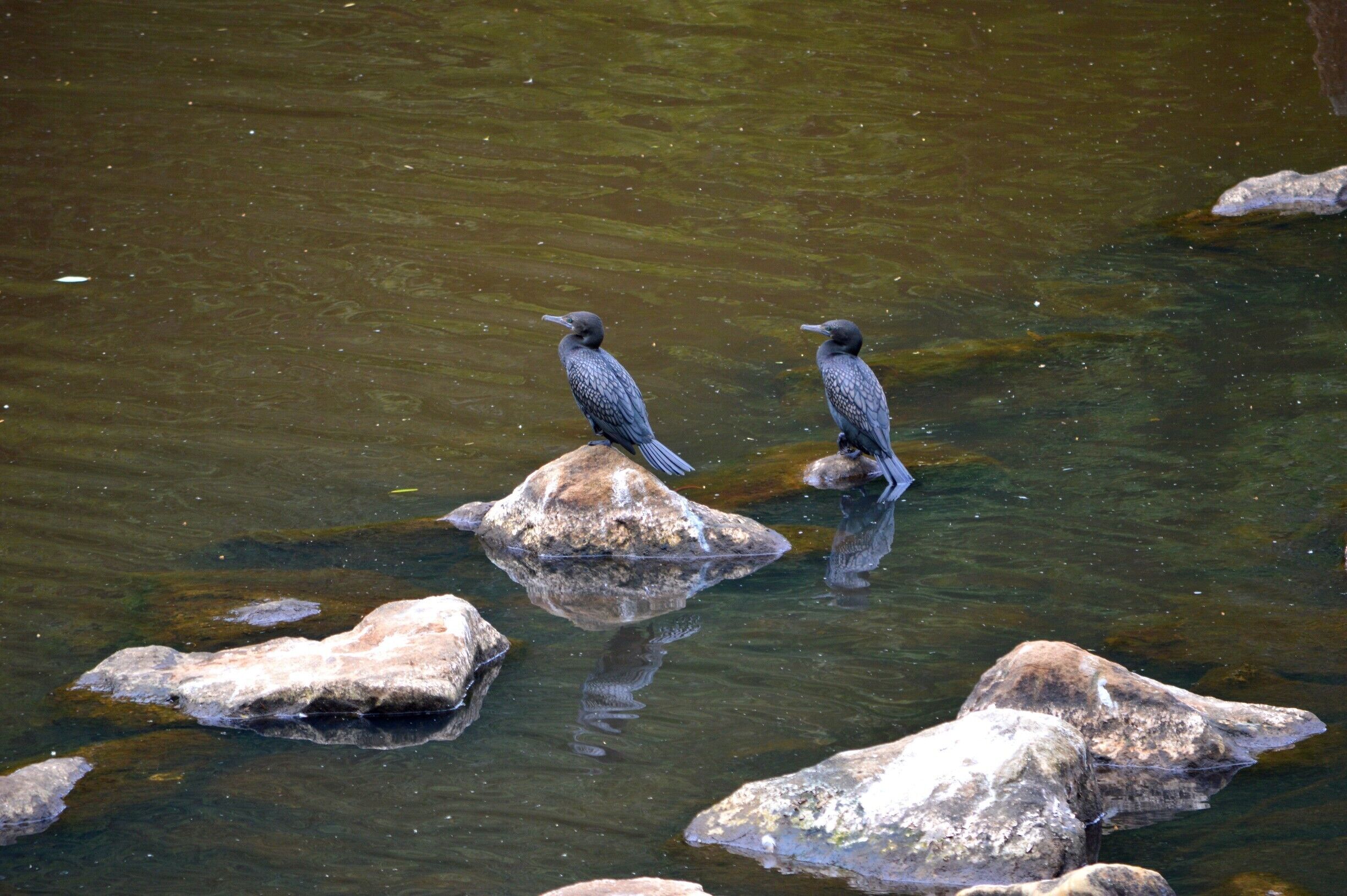 Enjoying the view... Bird life on the Wyong River.

Please head over to my facebook blog to read a little more about the Wyong Milk Factory