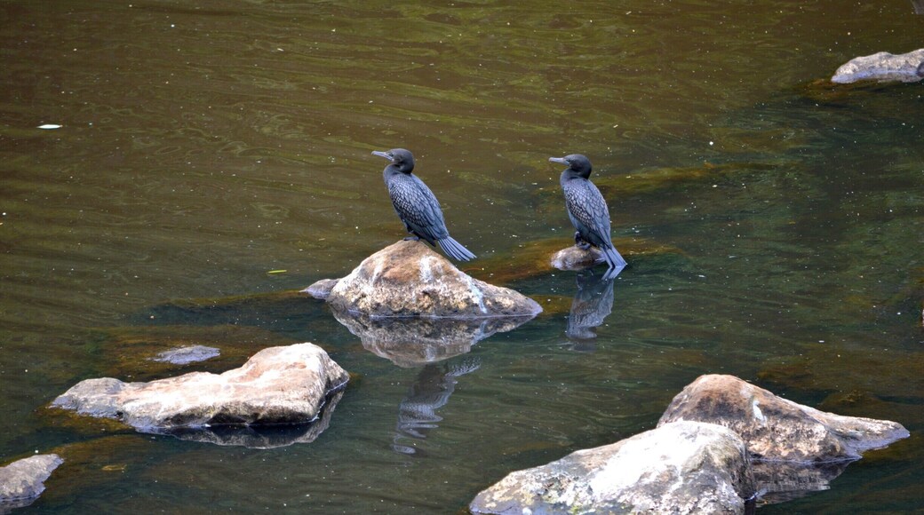 Enjoying the view... Bird life on the Wyong River.
Please head over to my facebook blog to read a little more about the Wyong Milk Factory