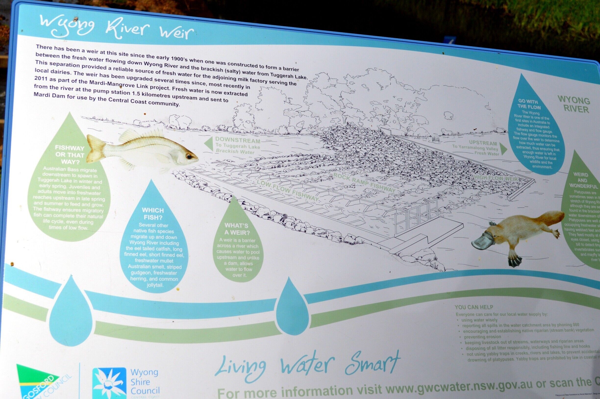 A detailed informational sign about the Wyong River Weir, including its history, fish species, and water flow diagrams.