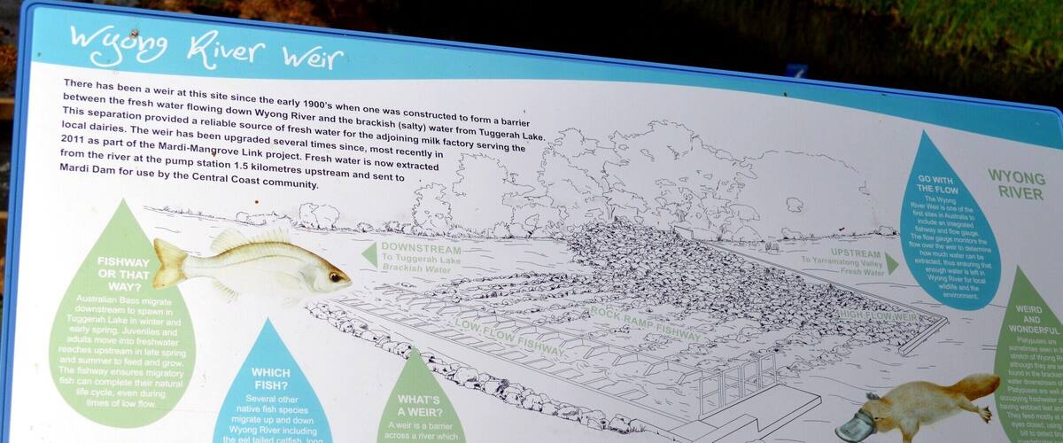 A detailed informational sign about the Wyong River Weir, including its history, fish species, and water flow diagrams.