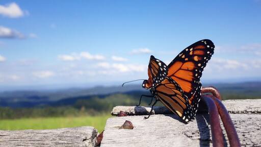 I don't know which view was better, the mountains or the butterfly!! 🦋 #australia #nature #lookout #queensland #darlingdowns #butterfly
