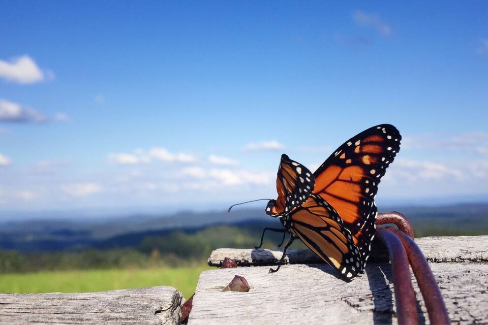 A monarch butterfly on a wooden surface with a mountainous landscape in the background.