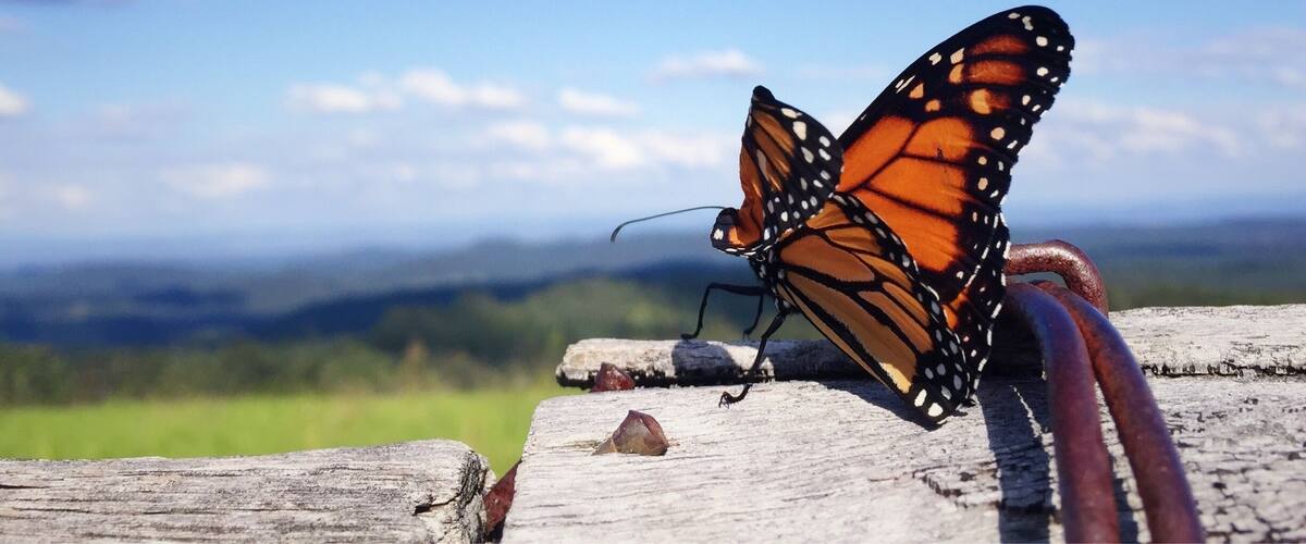 A monarch butterfly on a wooden surface with a mountainous landscape in the background.