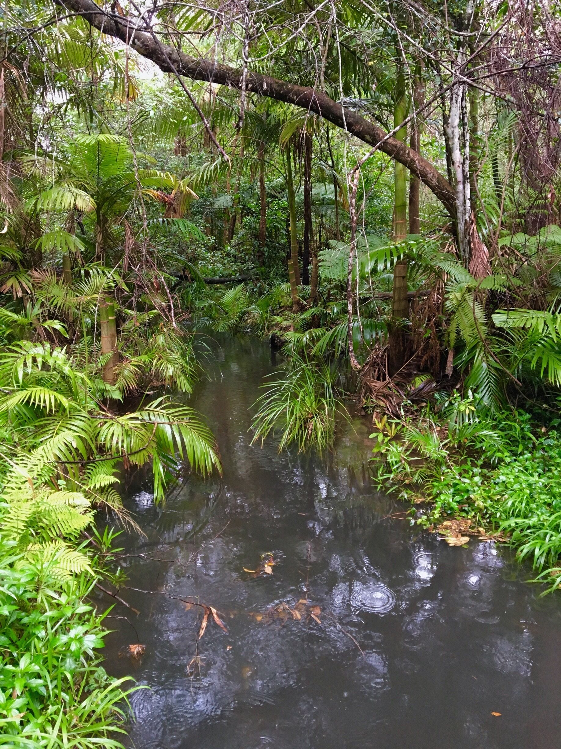 A dense forest with a small stream surrounded by lush green ferns and trees.