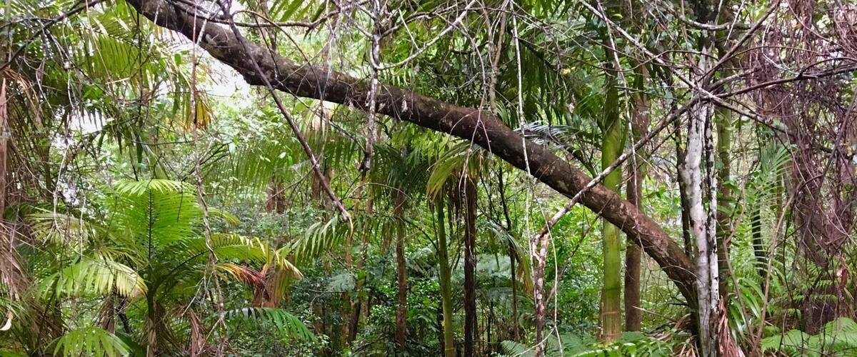 A dense forest with a small stream surrounded by lush green ferns and trees.