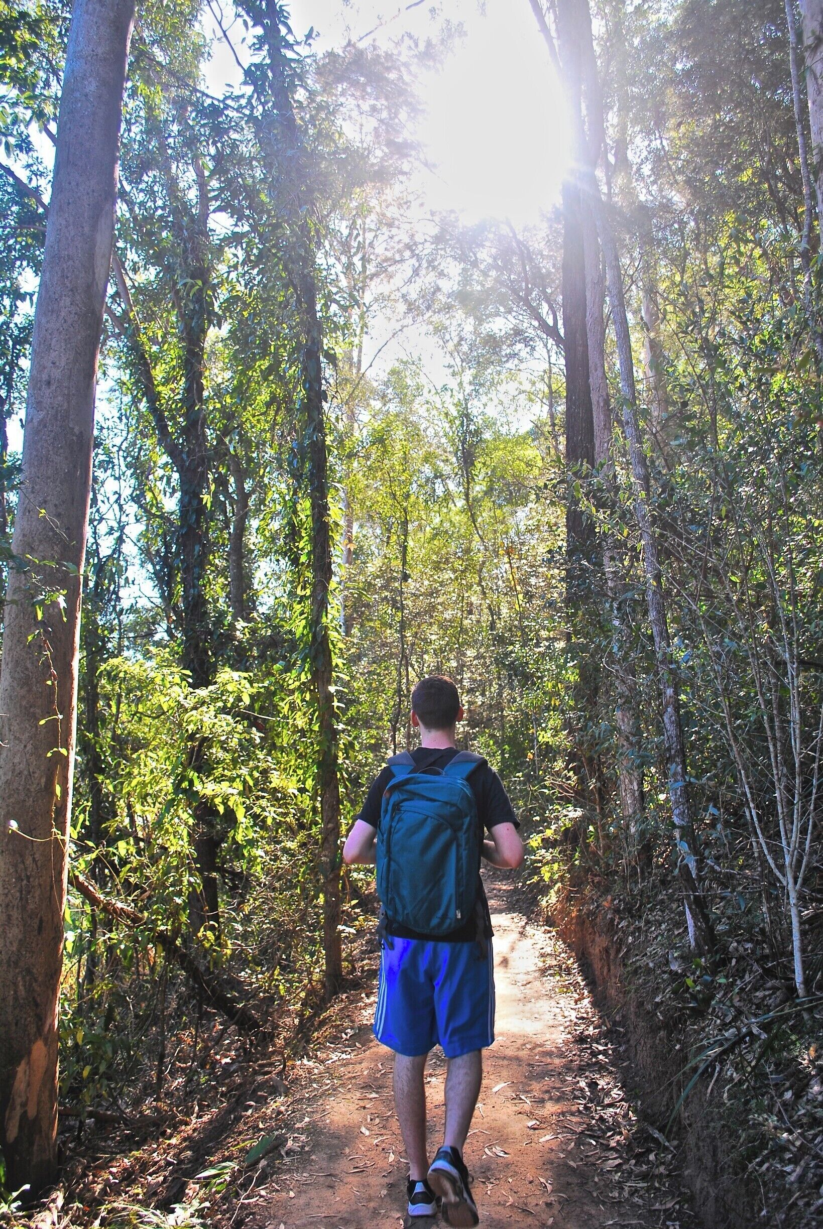 A person walking on a dirt path through a forest.