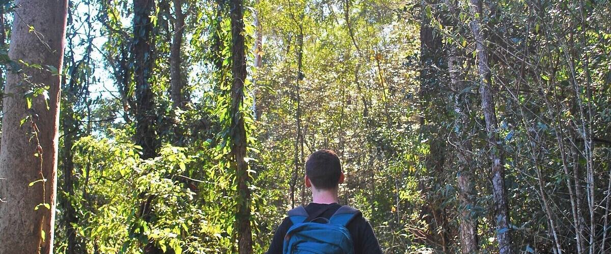 A person walking on a dirt path through a forest.