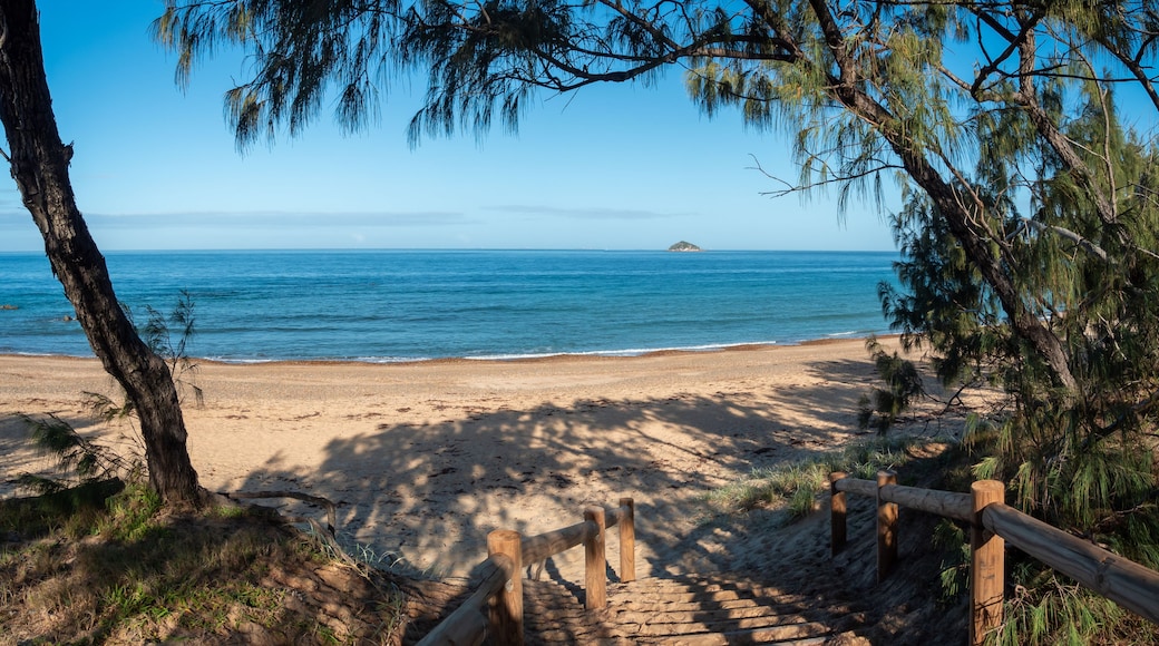 A beach with a wooden path leading to the shore, surrounded by pine trees.