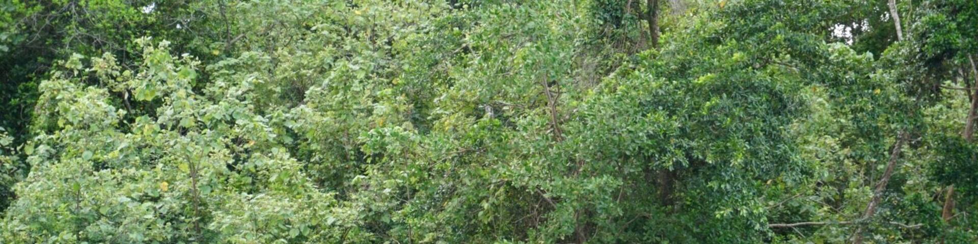 Daintree River Port Douglas, AU...