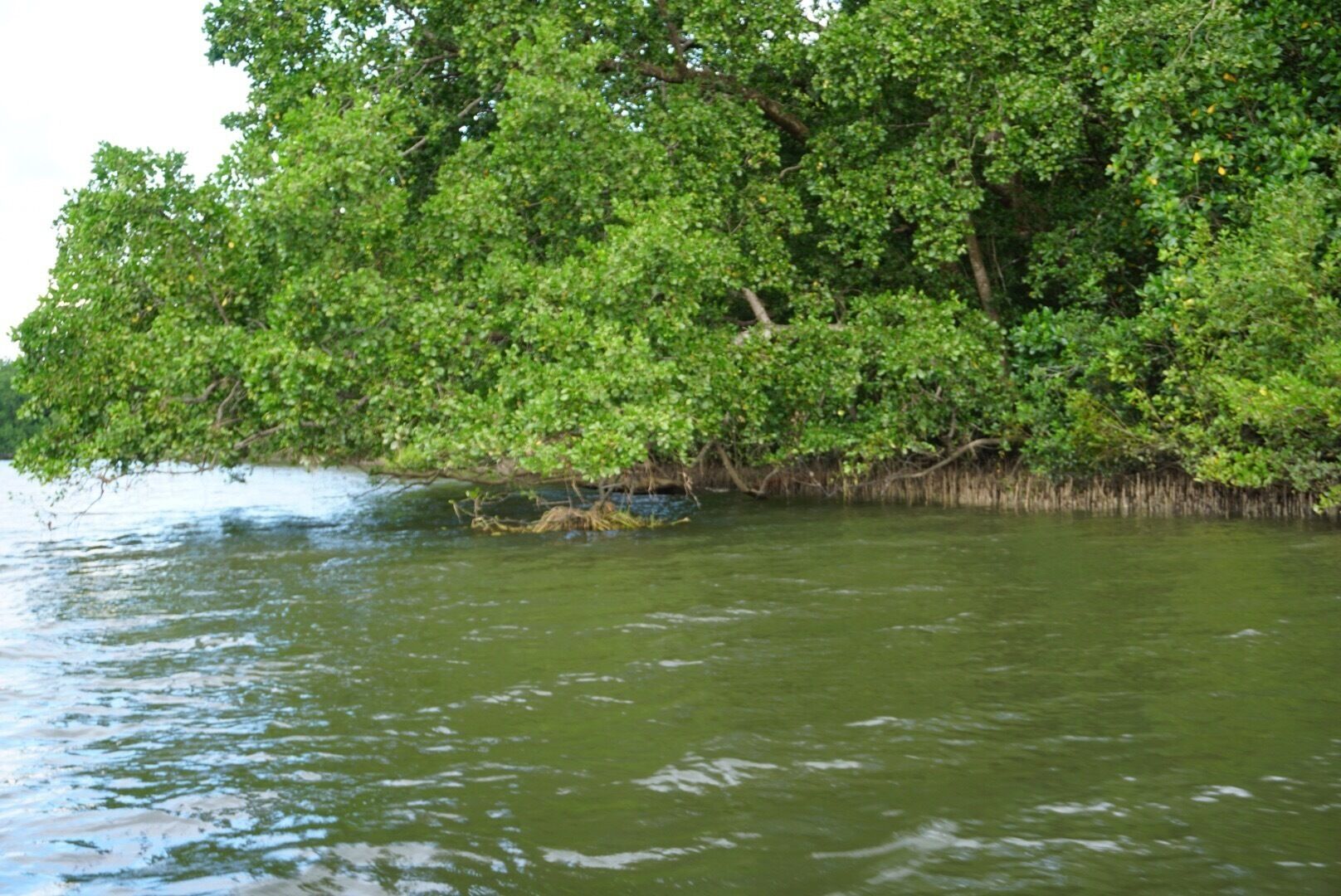 Daintree River Port Douglas, AU...