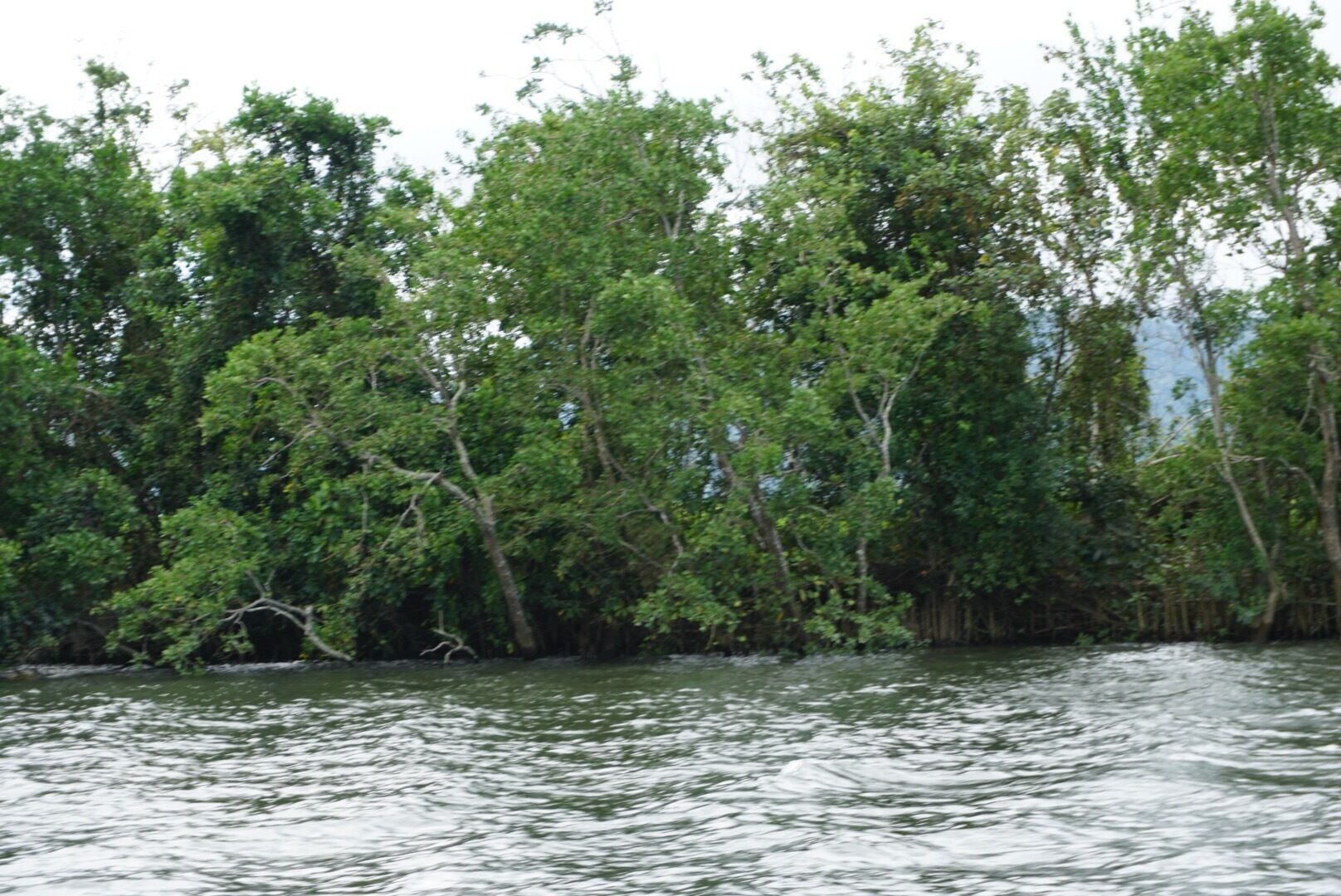 Daintree River Port Douglas, AU...