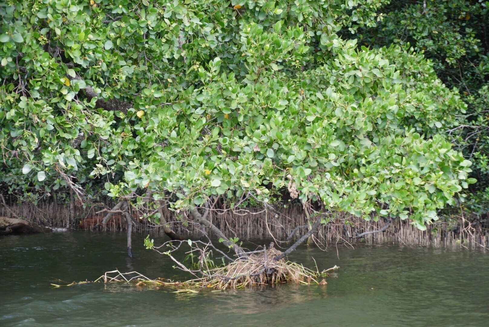 Daintree River Port Douglas, AU...