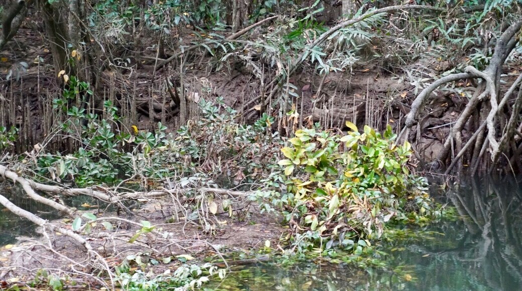 Daintree River Port Douglas, AU...