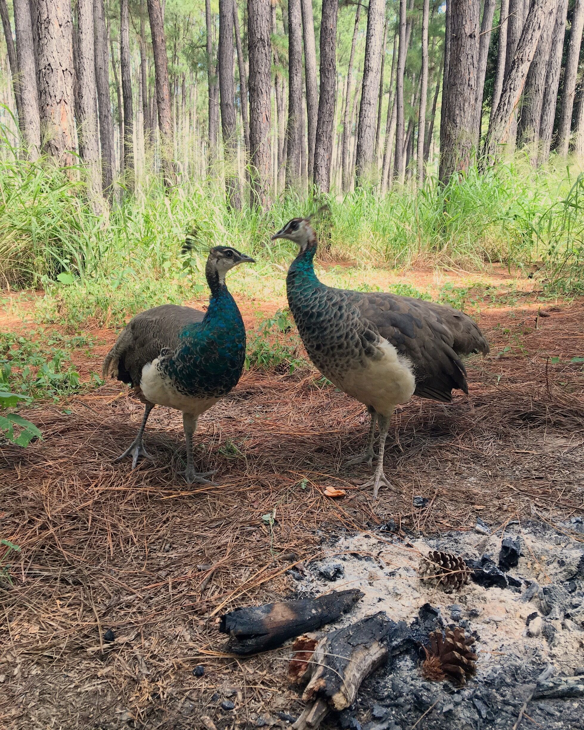 Pea hens strolling around the campsite. 