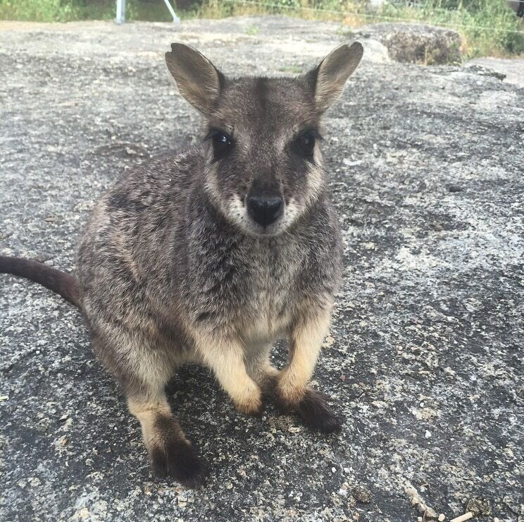 Let me love you! A friendly little rock wallaby fluttering those eye lashes for a feed. 