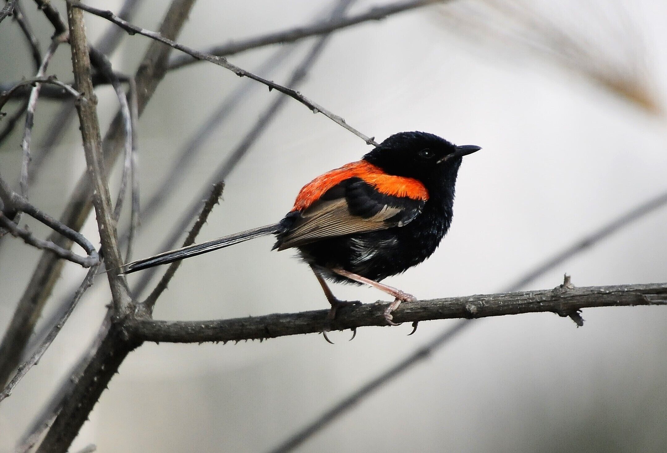 (Shot of red backed wren)
I squelch along the foreshore and it’s only the rising of the sun, the dissipating mist and the shortening shadows that makes me return to what I originally came for.  Changing cameras I get back to the birds.  John’s camera has a longer range than mine so he gets large images of the birds than I do but, my consolation is that the photos can stand to be blown up more.
John’s a patient man, which is why he gets such good images, while I tend towards jack-in-the-box and want to move on.  Still, today is more exciting than the first and I get to see my first chestnut breasted mannikins, a whole flock of them deep in a thicket with red browed finches and they keep popping up unexpectedly, checking for danger.
The trees in the dam are the refuge of black ibis and royal spoonbills, the latter with their probing beaks tucked away beneath their wings, while along the foreshore black necked stilts and double banded plovers are aggressively chasing a feed, casting an occasional glance at the patrolling pelicans.
It all seems to come to an end too quickly, but much time has flown, so I bid farewell to John, thanking him for putting up with me and showing me one of Queensland’s little treasures.
