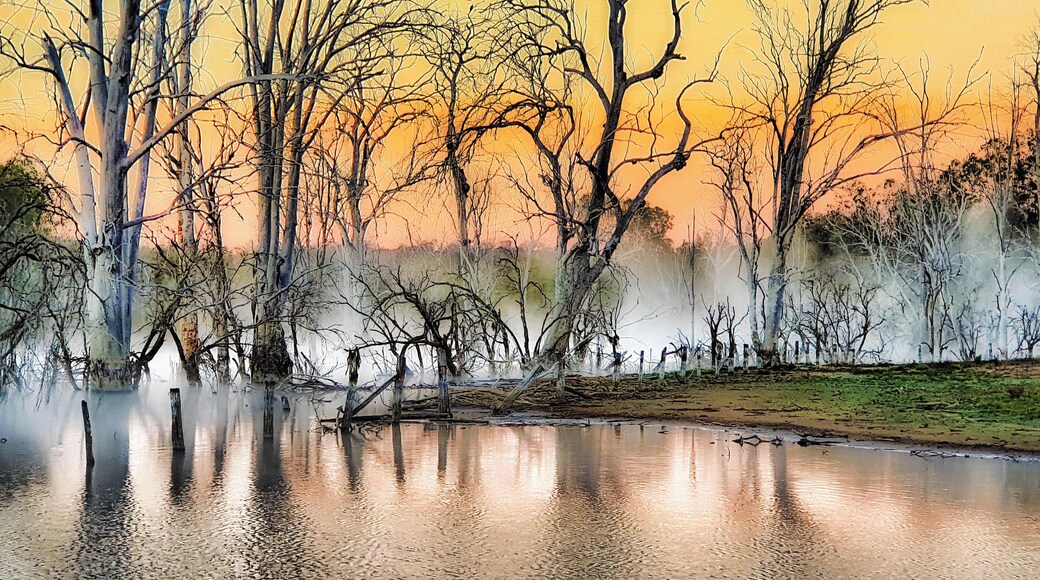 WYARALONG – A DAM GOOD DAY
Every day this man posts pics on Facebook. That’s because every day he goes out photographing birds. He knows where all the good stuff is and it’s in two places. One is the Scenic Rim, the other is Wyaralong Dam; that’s where I’m going to meet him.
The best pics are nearly always around sunrise but, that’s about when I wake up, then there are animals to feed. Oh, and it’s also an hour drive to get to the carpark where John, for that’s his name, is going to meet me.
I rock up in plenty of time before he arrives, jump in his 4WD and head off to a secluded area at the end of the pondage. There’s a parking area, a sign with information and not much else. I’m pleased I came with John as a guide, because I doubt I’d ever have found the spot. Apparently it’s a go to area for runners and off road cyclists as well, John informs me as a familiar jogger bounces past.
The entire area John scouts would only be about a kilometre long but he knows where all the birds are, the best times and when to sit down and wait (most of the time apparently!). We have a moderately fruitful time but John insists that, to get ideal conditions, we need to be here earlier; thus arrangements are made to meet again at an earlier time two days hence.
There’s still a bit of bite in the air when I arrive at the pickup point slightly pre-dawn, but I’m keen to get going. Laconic John just gets on with it and, as we alight, I’m taken by the mist caressing the surface of the lake. It infuses the dead leafless trees with a hint of magic and the birds I’ve come to photograph are forgotten. A partly submerged fence line adds to the allure and I’m off and almost running with my phone/camera.
The sun’s early rays sparkle in the dew and kiss the cloud remnants on the horizon giving them some delightful pastel shades that resonates with the foreground. As a photographer, you know when moments are special. The only problem is what to take a picture of first; there are so many competing images.
(continued nex pic)