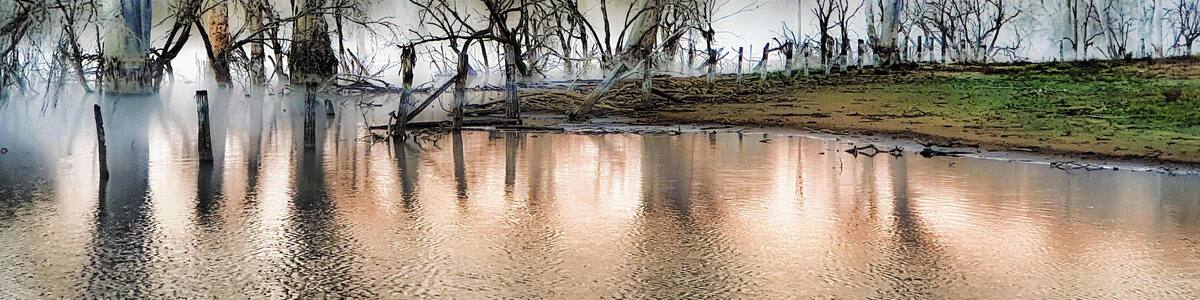 WYARALONG – A DAM GOOD DAY
Every day this man posts pics on Facebook. That’s because every day he goes out photographing birds. He knows where all the good stuff is and it’s in two places. One is the Scenic Rim, the other is Wyaralong Dam; that’s where I’m going to meet him.
The best pics are nearly always around sunrise but, that’s about when I wake up, then there are animals to feed. Oh, and it’s also an hour drive to get to the carpark where John, for that’s his name, is going to meet me.
I rock up in plenty of time before he arrives, jump in his 4WD and head off to a secluded area at the end of the pondage. There’s a parking area, a sign with information and not much else. I’m pleased I came with John as a guide, because I doubt I’d ever have found the spot. Apparently it’s a go to area for runners and off road cyclists as well, John informs me as a familiar jogger bounces past.
The entire area John scouts would only be about a kilometre long but he knows where all the birds are, the best times and when to sit down and wait (most of the time apparently!). We have a moderately fruitful time but John insists that, to get ideal conditions, we need to be here earlier; thus arrangements are made to meet again at an earlier time two days hence.
There’s still a bit of bite in the air when I arrive at the pickup point slightly pre-dawn, but I’m keen to get going. Laconic John just gets on with it and, as we alight, I’m taken by the mist caressing the surface of the lake. It infuses the dead leafless trees with a hint of magic and the birds I’ve come to photograph are forgotten. A partly submerged fence line adds to the allure and I’m off and almost running with my phone/camera.
The sun’s early rays sparkle in the dew and kiss the cloud remnants on the horizon giving them some delightful pastel shades that resonates with the foreground. As a photographer, you know when moments are special. The only problem is what to take a picture of first; there are so many competing images.
(continued nex pic)