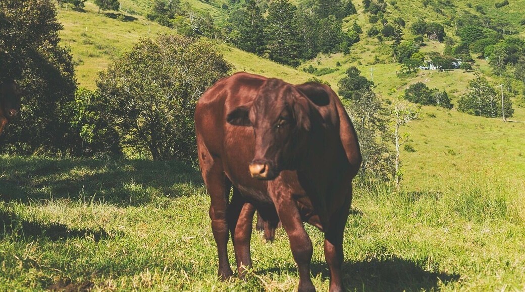 A weekend away in the Gold Coast hinterland is full of gorgeous little walks, every corner you turn leaves you feeling like you’re much further away from home!