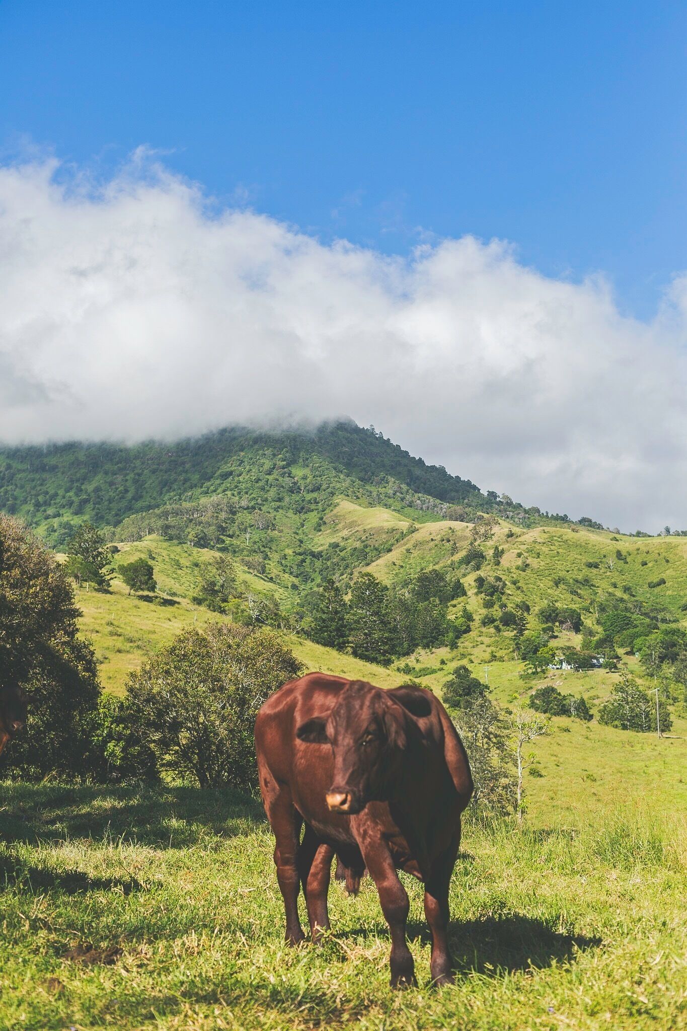 A brown cow grazing on a grassy hillside with a forested mountain in the background.