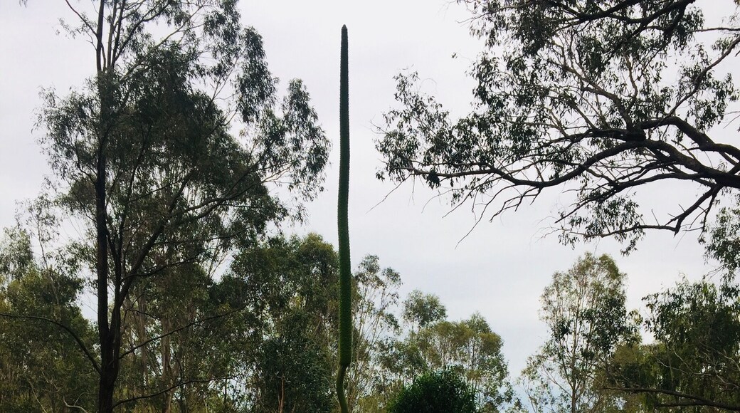 Beautiful Aussie bush scenes at Cooby Dam picnic area. These are the funkiest grass tree flowers I've seen! #LifeAtExpedia