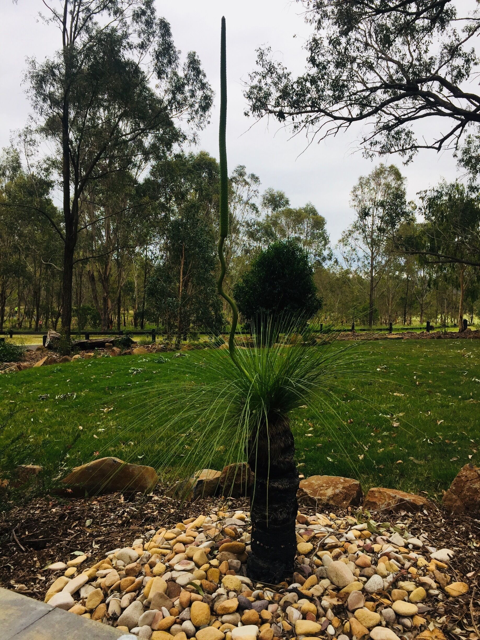A landscaped garden with a central tree, surrounded by rocks and grass.