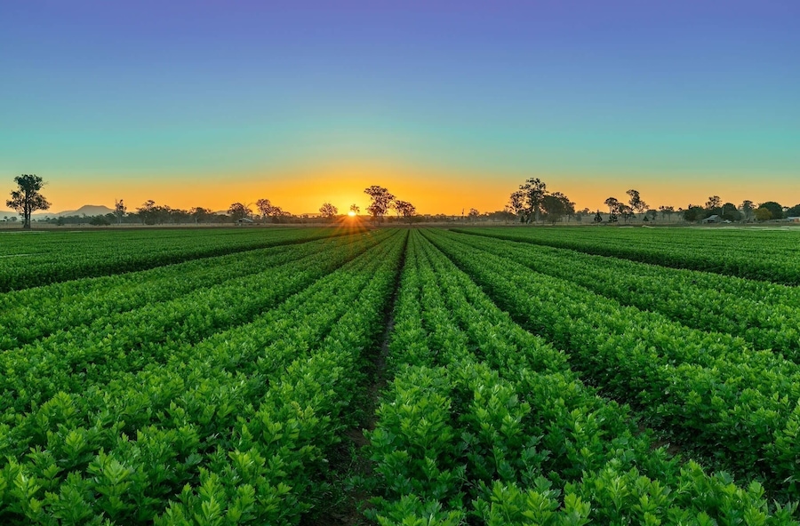 Sunset today at peaks crossing , not sure what they are growing but the lines looked good