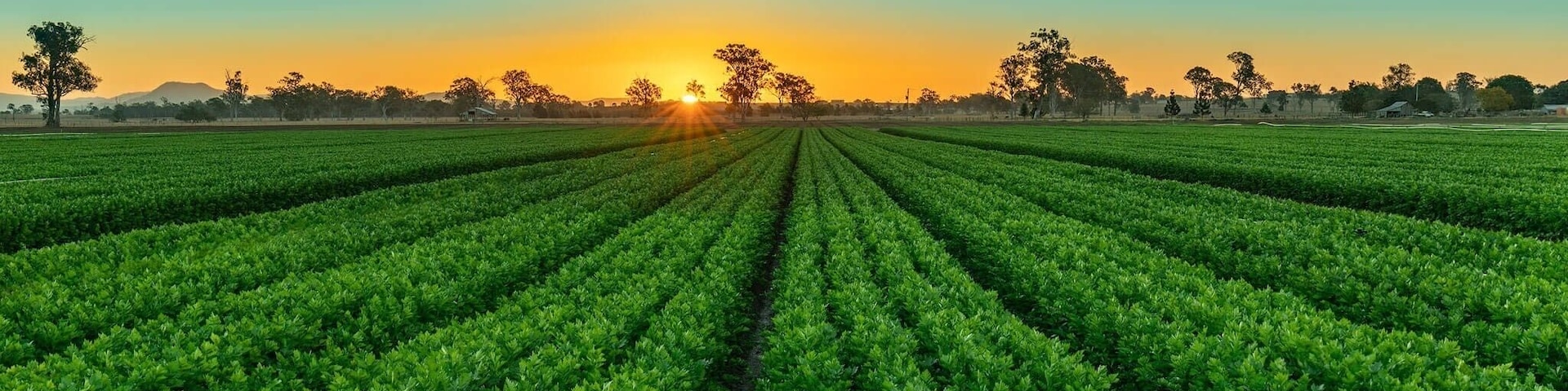 Sunset today at peaks crossing , not sure what they are growing but the lines looked good