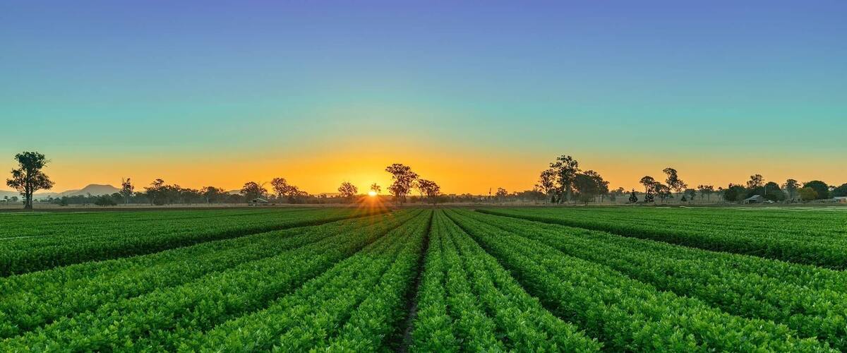A vast agricultural field with rows of crops under a sunset sky.