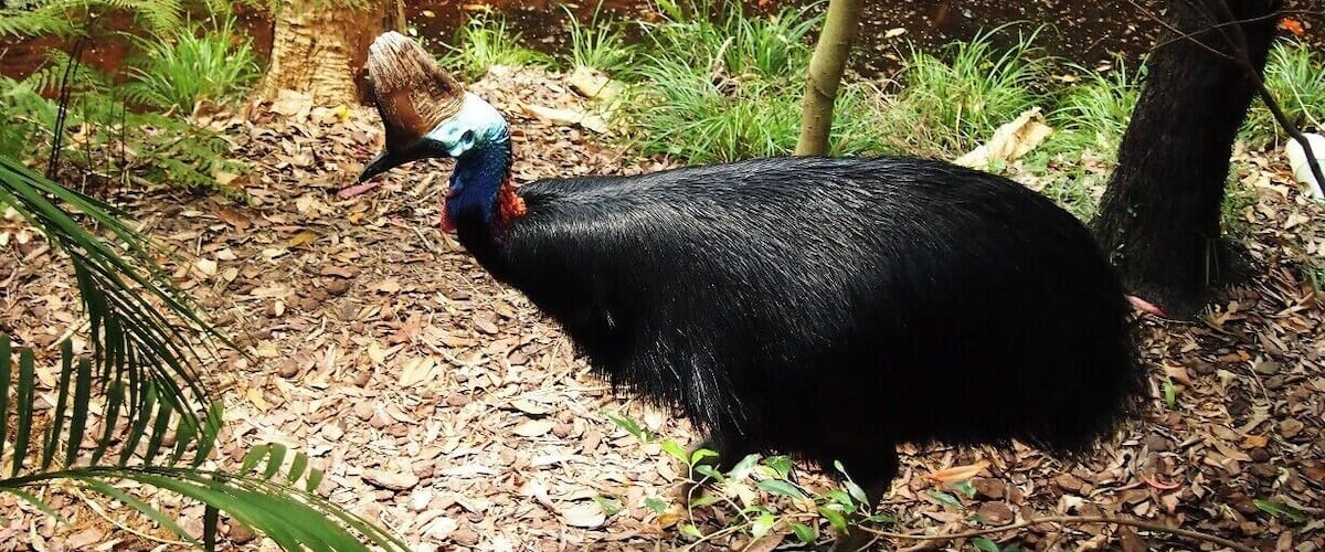 I got that very rare chance to capture a Cassowary in wild at Paluma Range National Park.