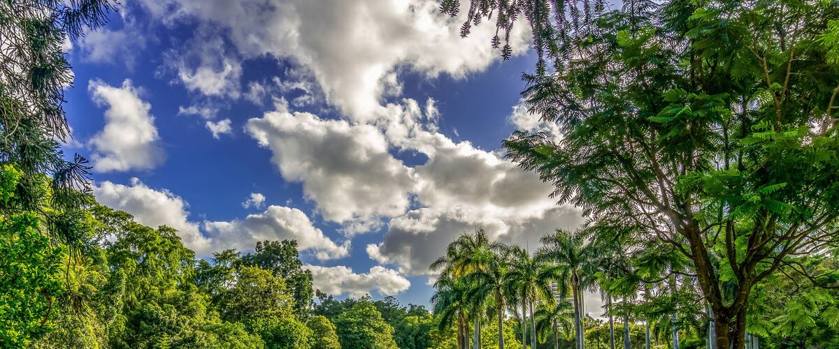 A lush green park with tall trees, a clear blue sky, and scattered clouds.