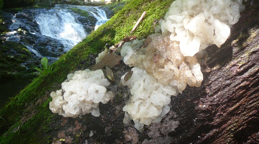 This is a magical place, with lots of waterfalls, trails, camping, and it's only a couple hours from the Gold Coast.
It gets busy so book your camp spot here. http://www.nprsr.qld.gov.au/parks/lamington/about.html
You can also stay at O'reilly's Rainforest Retreat, same area but really nice cabins!