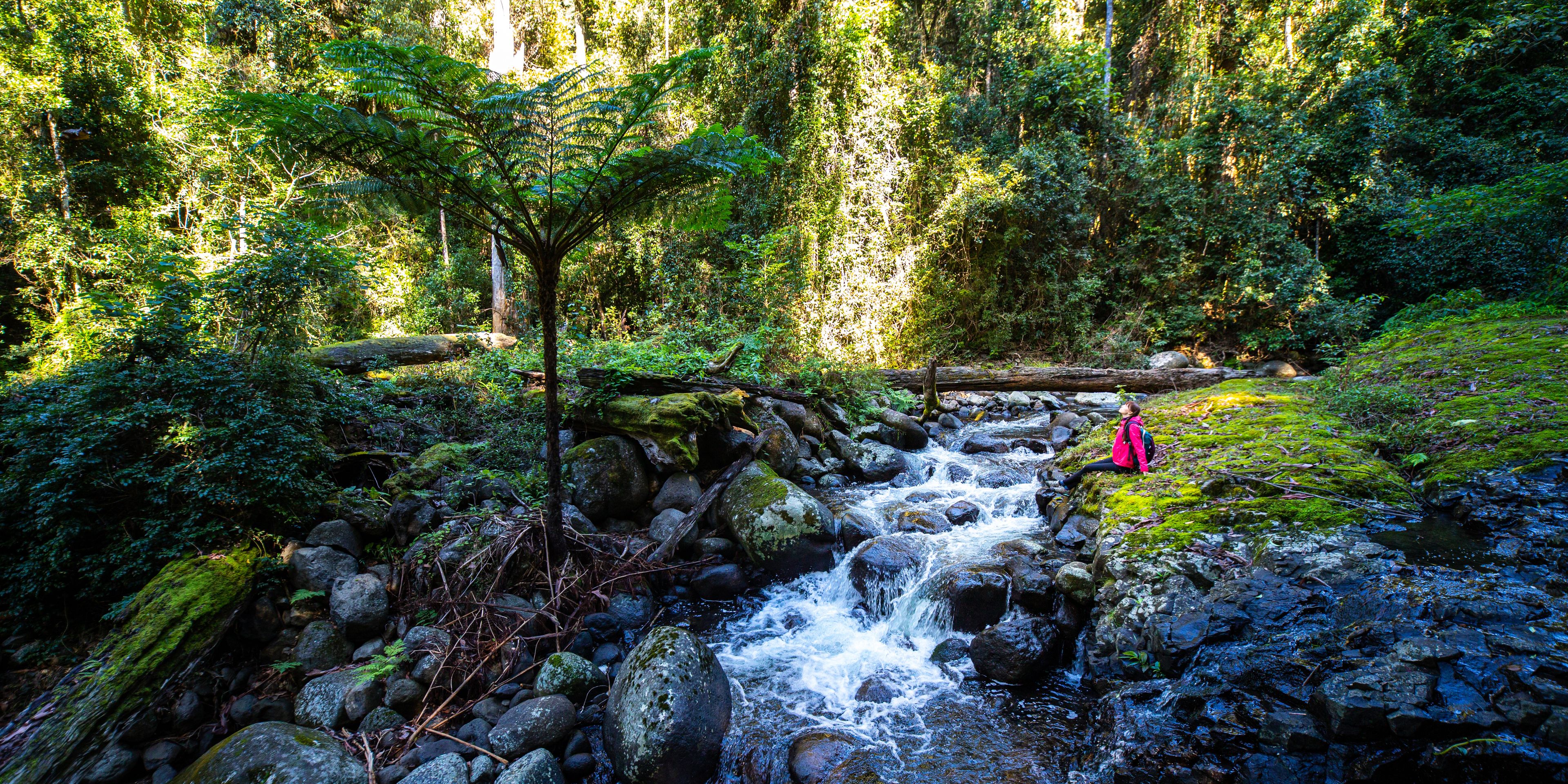 Girl in a pink jacket sits and admires unique, beautiful waterfall on Canungra Creek Circuit trail, Lamington National Park (O'Reilly's), Gold Coast, Queensland, Australia