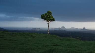 Solitary tree under stormy sky with Glass House Mountains in the background, Queensland, Australia