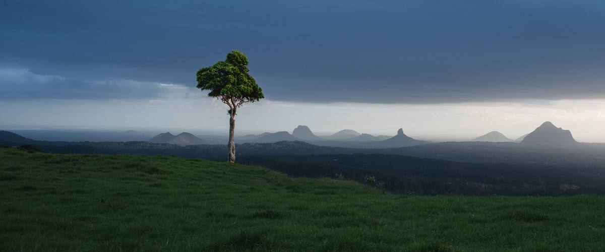 A solitary tree on a grassy hill with a mountainous landscape in the background.